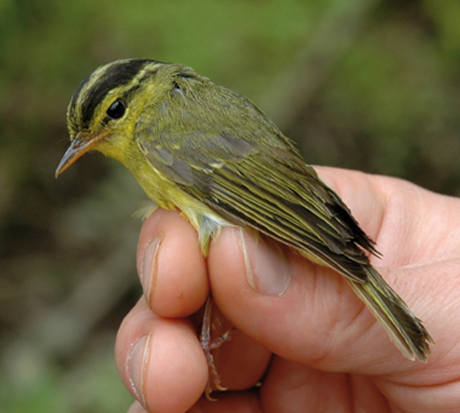 Limestone Leaf-Warbler, Phylloscopus calciatilis: In January 2010, a small, distinctive bird living in the rocky forests of the Annamite mountain range in Laos and Vietnam was described for the first time. It is similar to other warblers in this area of Southeast Asia, except for its distinct vocalizations and slight morphological differences. The tiny bird is greenish-olive with a yellow breast and striped crown. It has a loud and unique call, which is what first alerted the researchers that the bird may be new to science. Photograph by and © Ulf Johansson/ Swedish Museum of Natural History